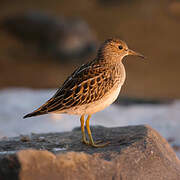 Pectoral Sandpiper