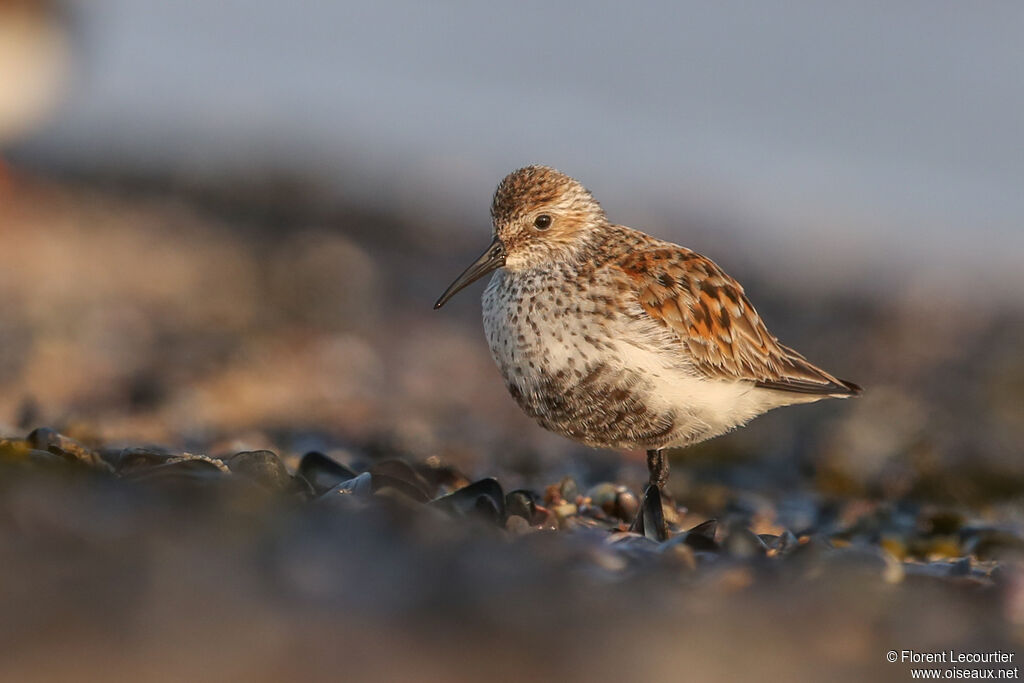 Dunlin