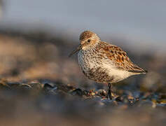 Dunlin