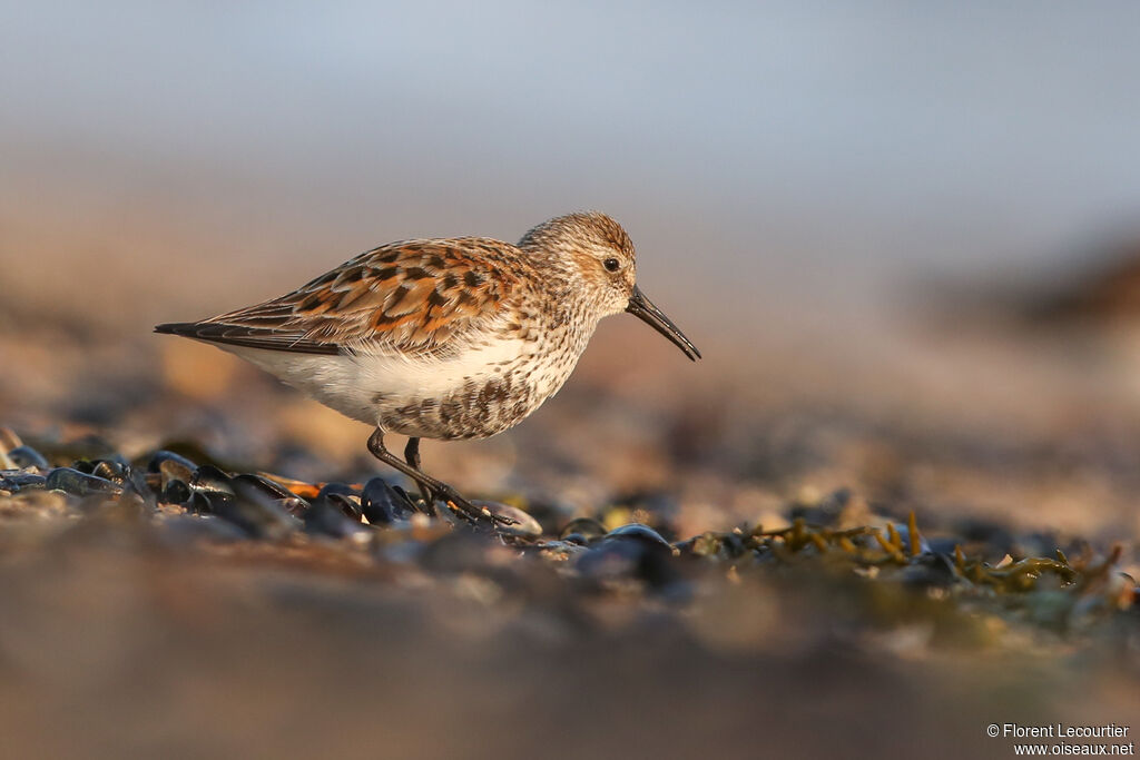 Dunlin