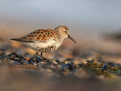 Dunlin