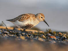 Dunlin