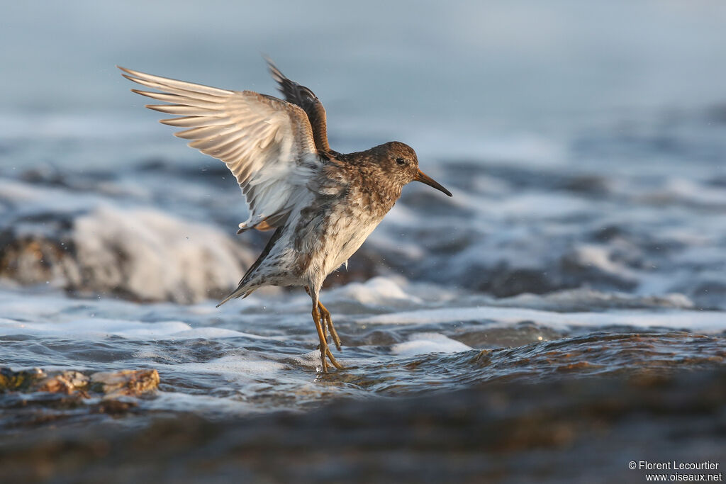 Purple Sandpiper