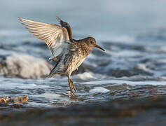 Purple Sandpiper