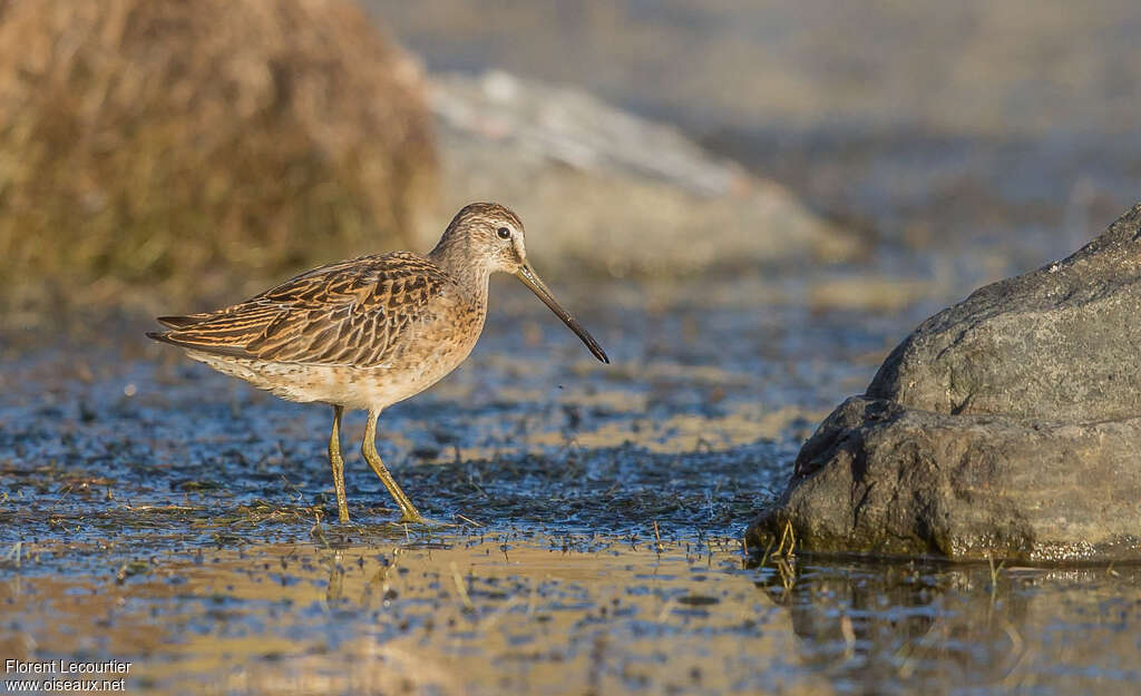 Short-billed Dowitcheradult, identification