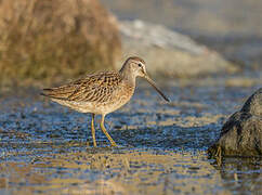 Short-billed Dowitcher