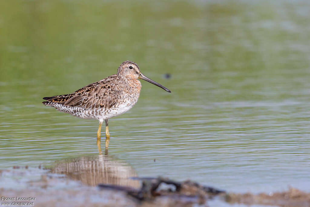 Short-billed Dowitcheradult transition, identification