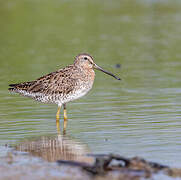 Short-billed Dowitcher