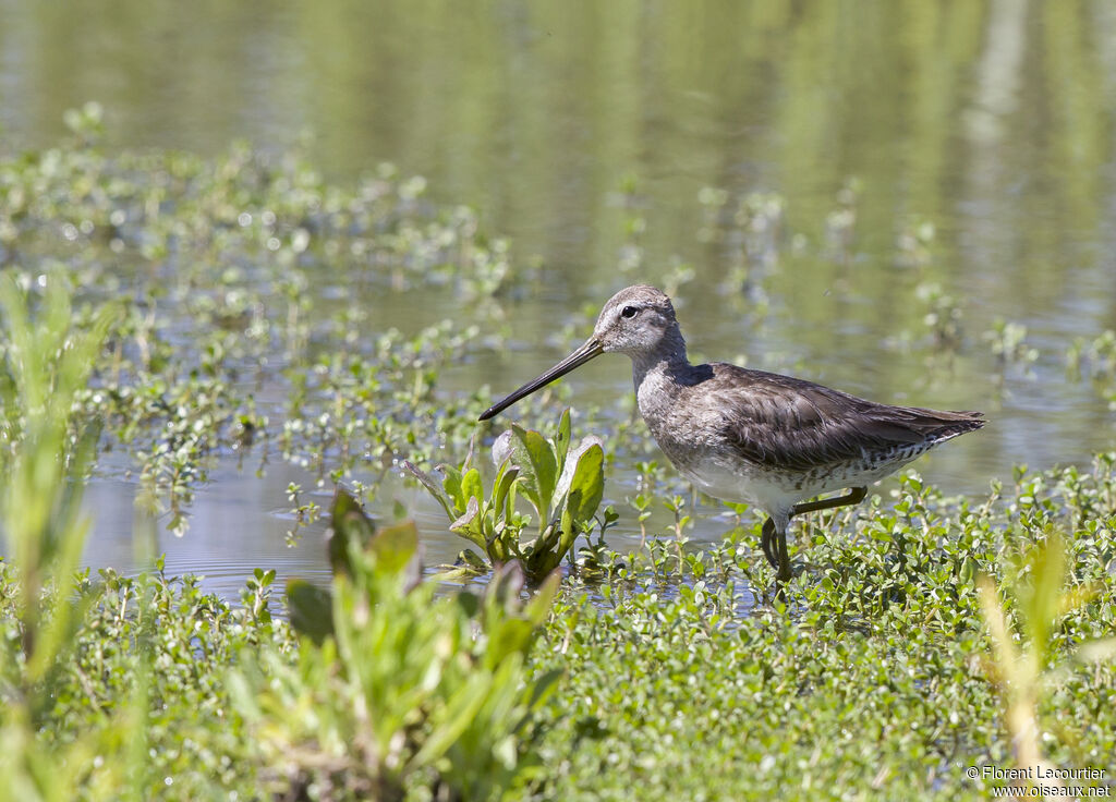 Long-billed Dowitcher