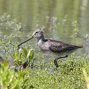 Long-billed Dowitcher