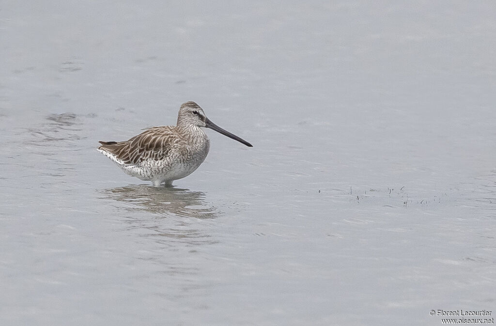 Asian Dowitcher