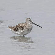 Asian Dowitcher