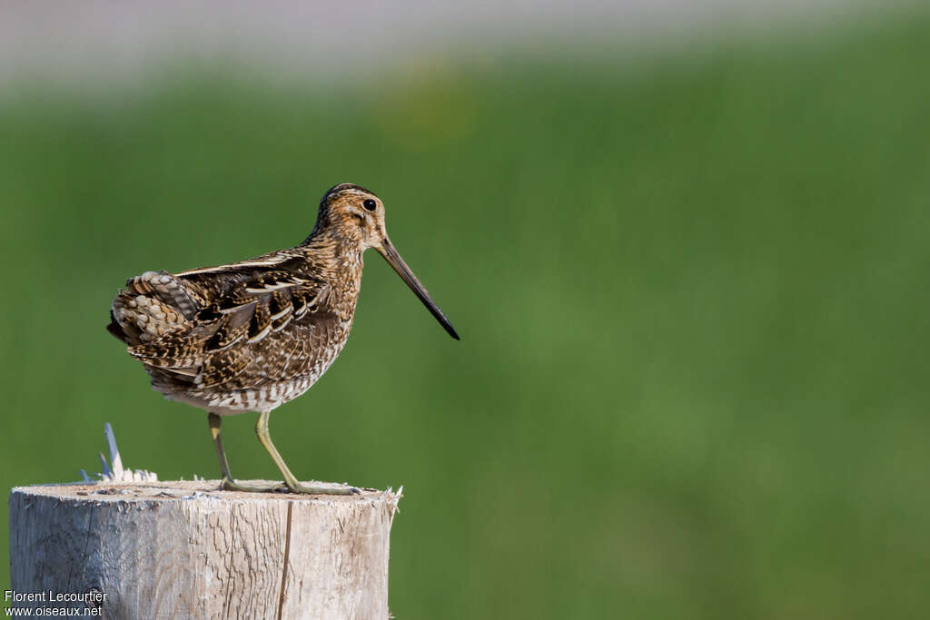 Wilson's Snipeadult, pigmentation, Behaviour