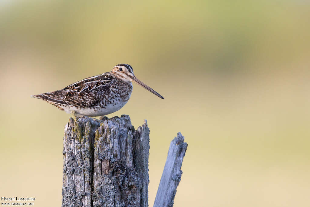 Wilson's Snipe, identification