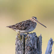 Wilson's Snipe