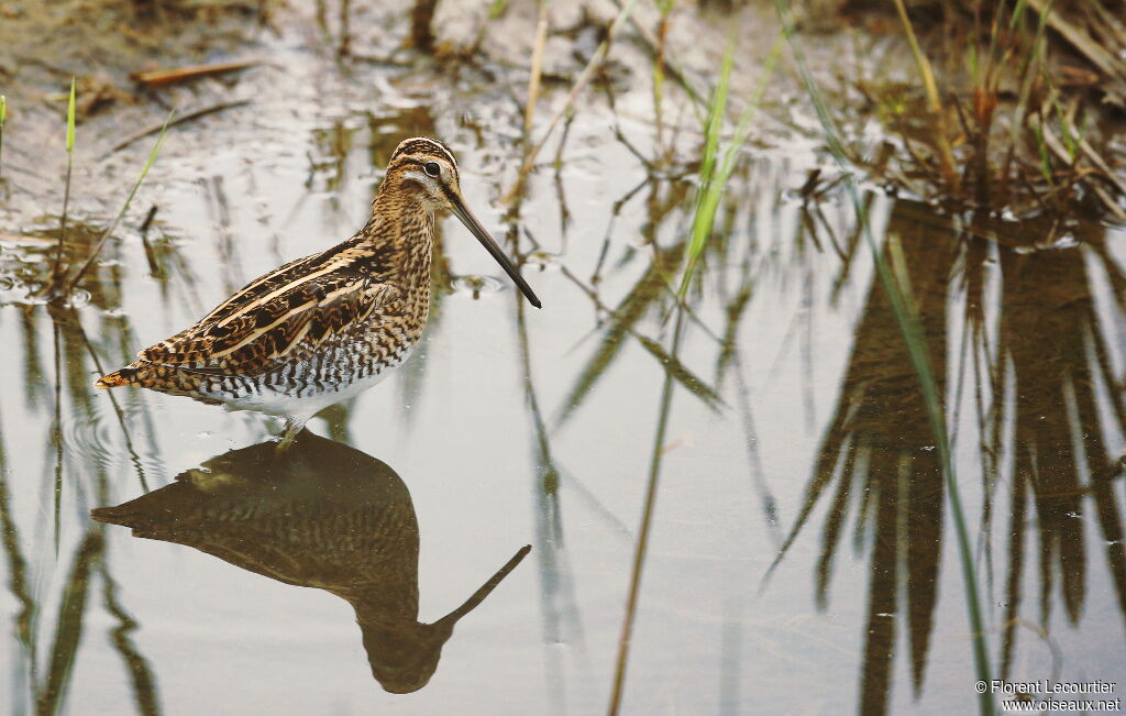 Common Snipe