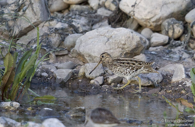 Great Snipe