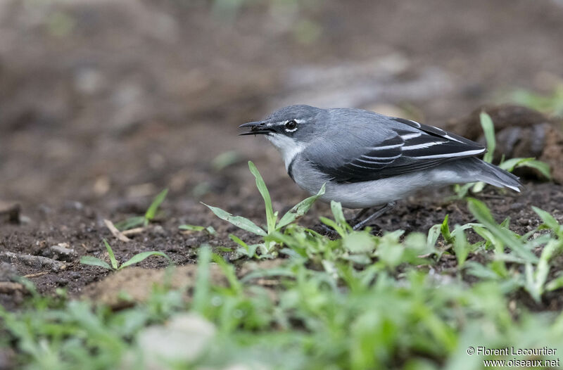 Mountain Wagtail male