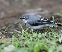 Mountain Wagtail