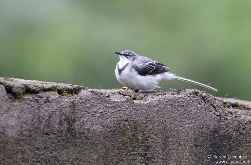 Mountain Wagtail female