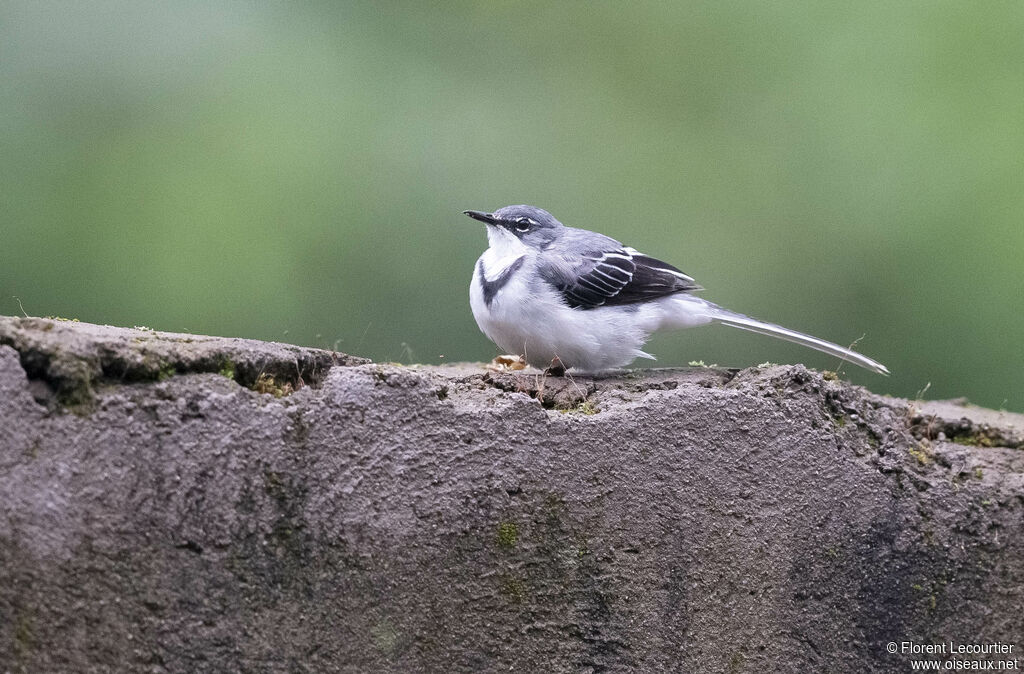 Mountain Wagtail female