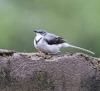 Mountain Wagtail