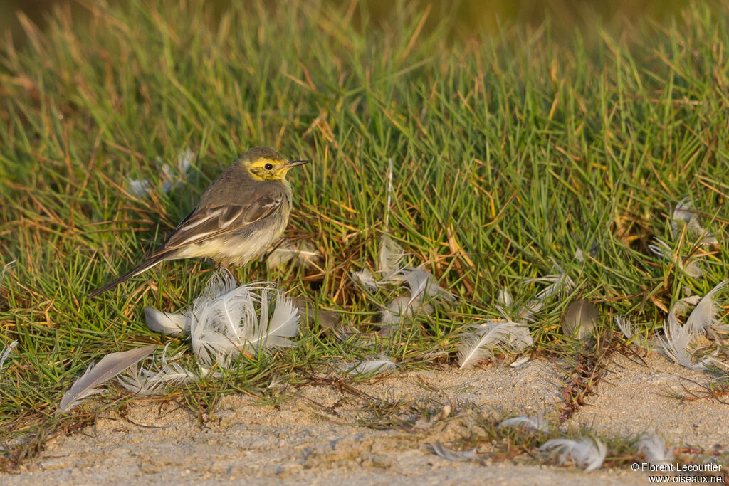 Citrine Wagtail