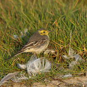 Citrine Wagtail