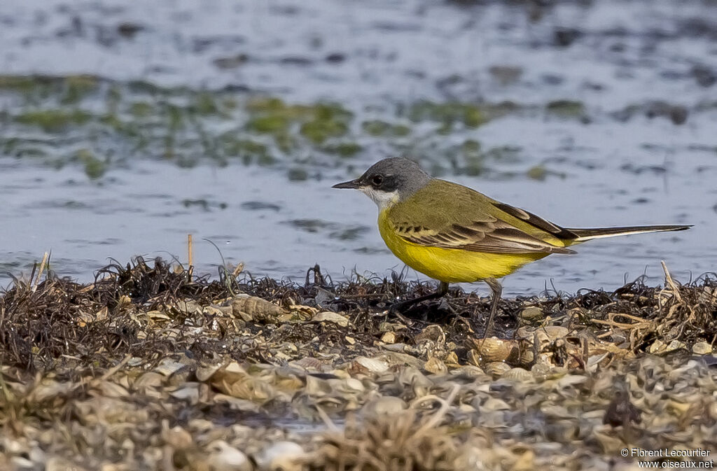 Western Yellow Wagtail (cinereocapilla)