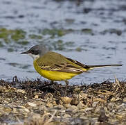 Western Yellow Wagtail (cinereocapilla)