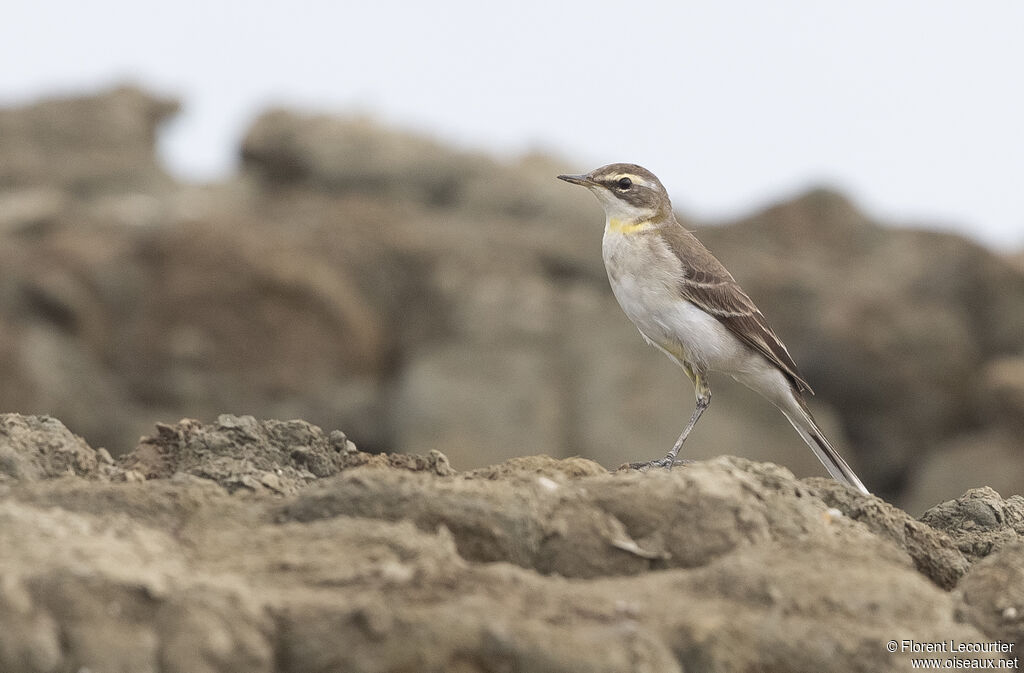 Eastern Yellow Wagtail