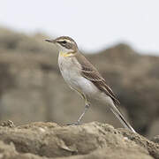 Eastern Yellow Wagtail