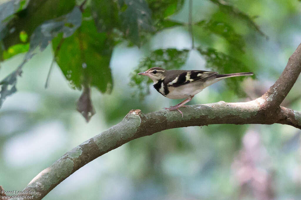 Forest Wagtailadult, identification