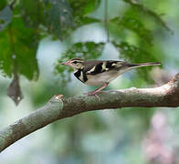 Forest Wagtail