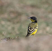 Western Yellow Wagtail (feldegg)