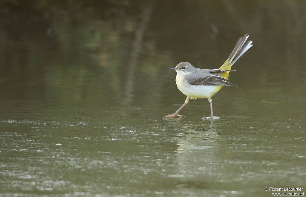 Grey Wagtail