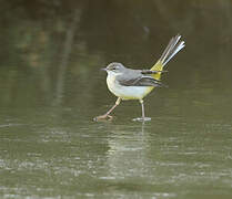 Grey Wagtail