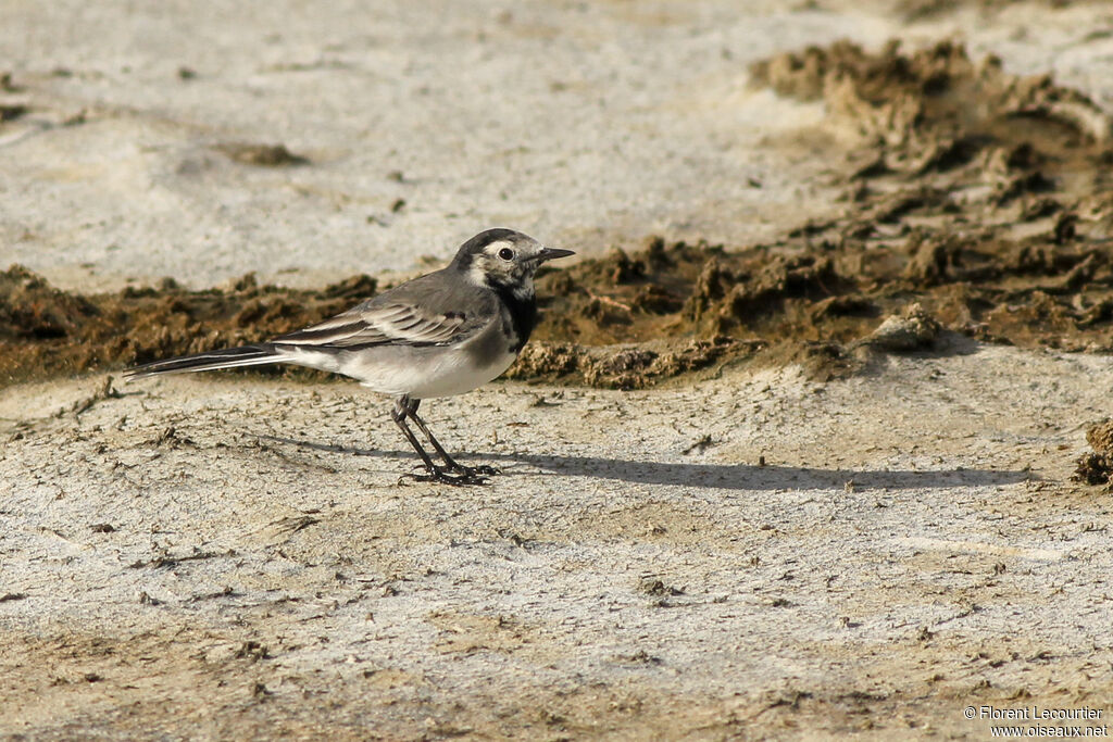 White Wagtail