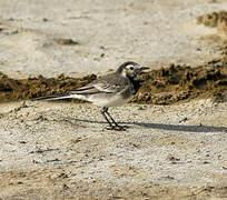 White Wagtail