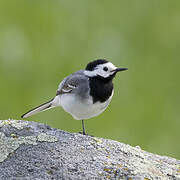 White Wagtail