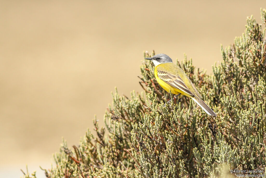 Western Yellow Wagtail