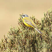 Western Yellow Wagtail