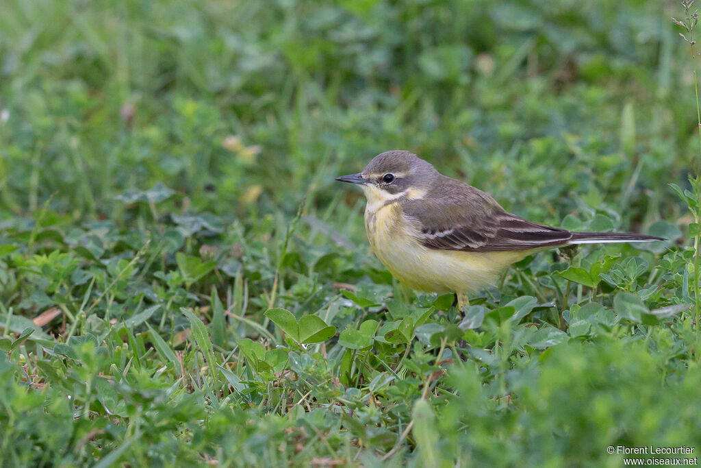 Western Yellow Wagtail