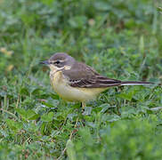 Western Yellow Wagtail