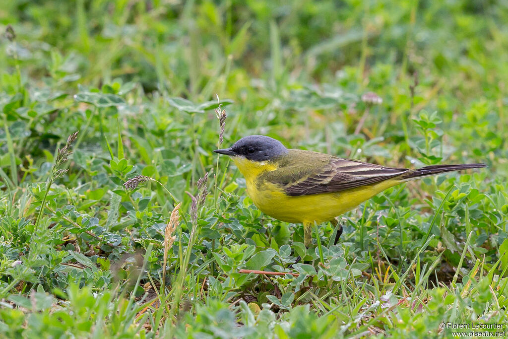 Western Yellow Wagtail