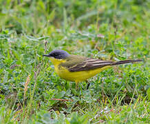 Western Yellow Wagtail