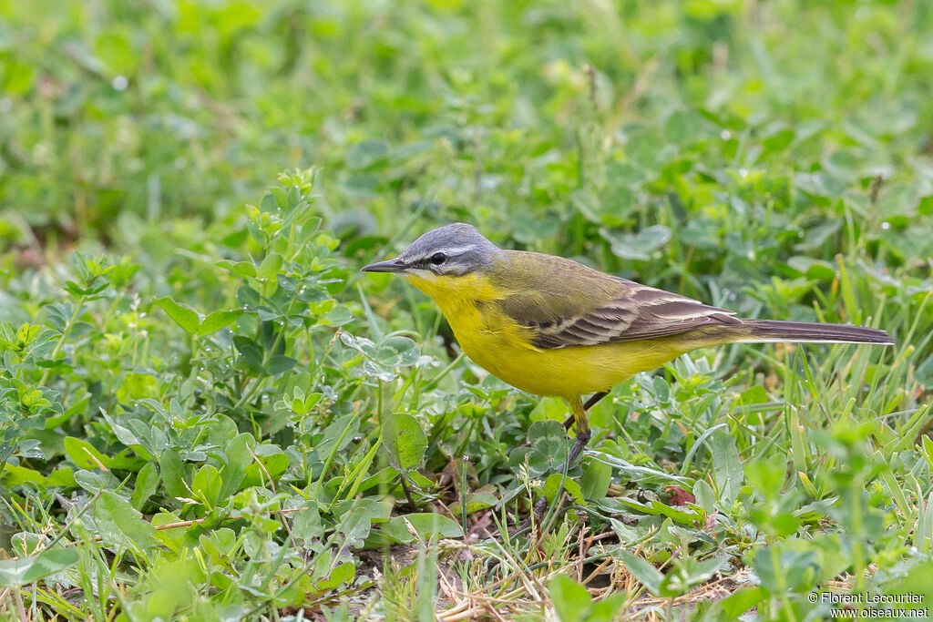 Western Yellow Wagtail