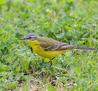 Western Yellow Wagtail