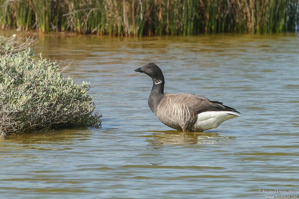 Brant Goose