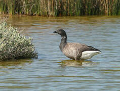 Brant Goose